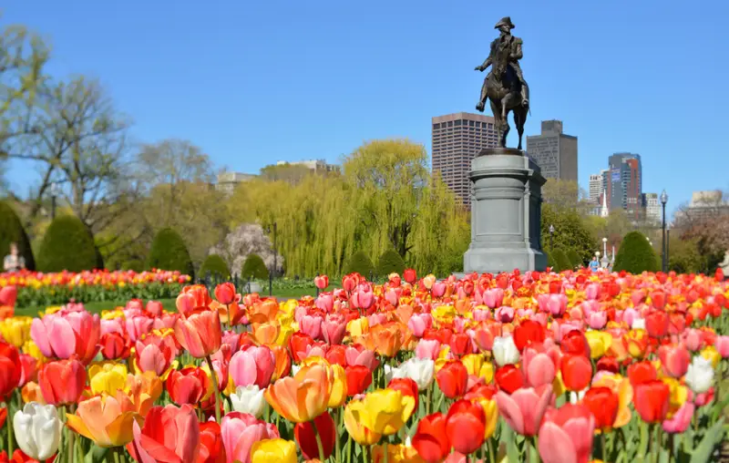 Boston Public Garden. George Washington Statue surrounded by tulips, tourists and beautiful spring colors.