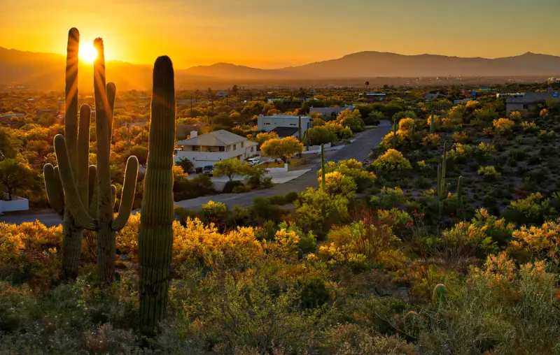 Houses between Saguaros in Tucson Arizona.