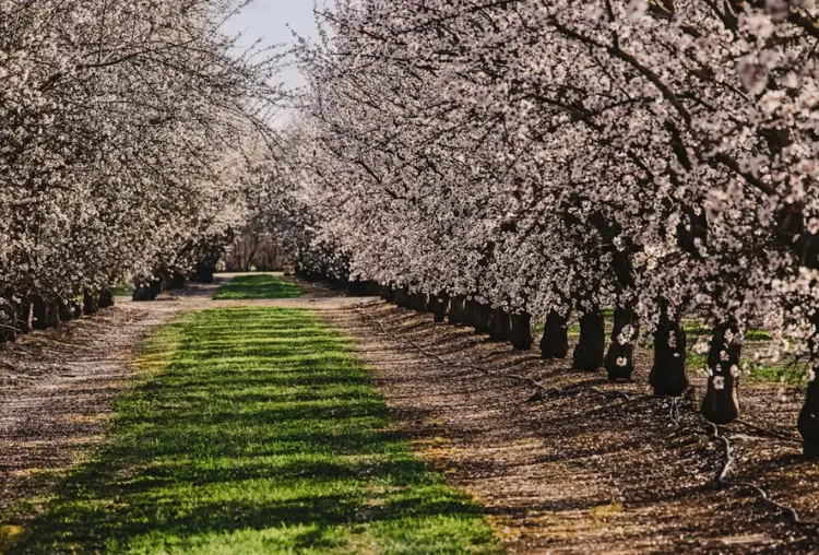 Almond farm at spring, rows of white blooming trees. Modesto, California