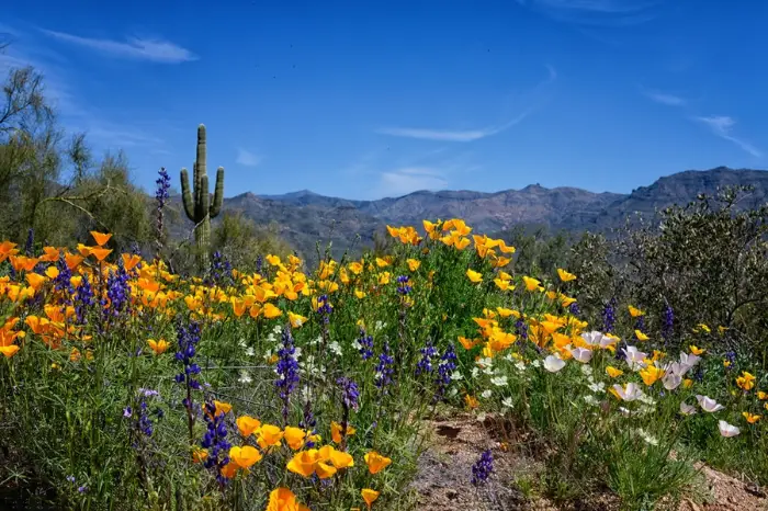 Super bloom, wild flower season at Bartlett in Scottsdale Arizona. View of yellow, white and light pink poppies along with some purple Lupine.